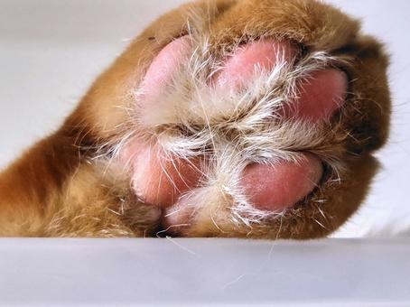 ふっさふさ ふっさふさの写真