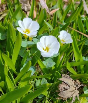 白花フヨウカタバミ 白花フヨウカタバミの写真