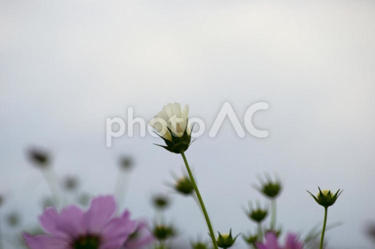 寂しげな花　白いコスモス 秋,コスモス,四季の写真素材