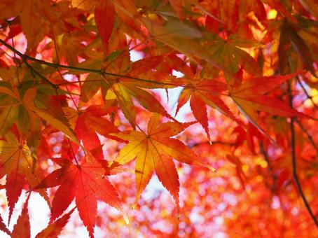 紅葉の写真