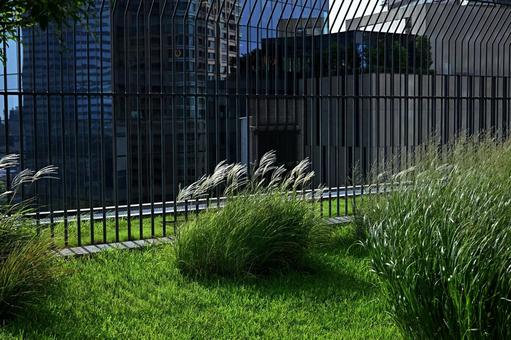 都会のビルの屋上で魔法のように吹かれる柳 柳,大都会,大阪の写真素材