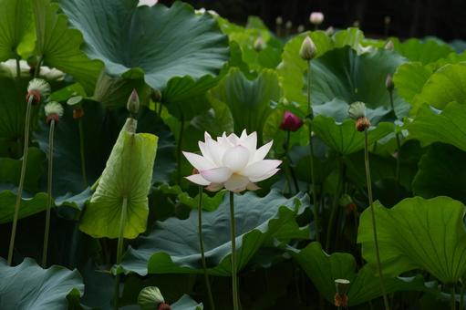 Lotus, JPG