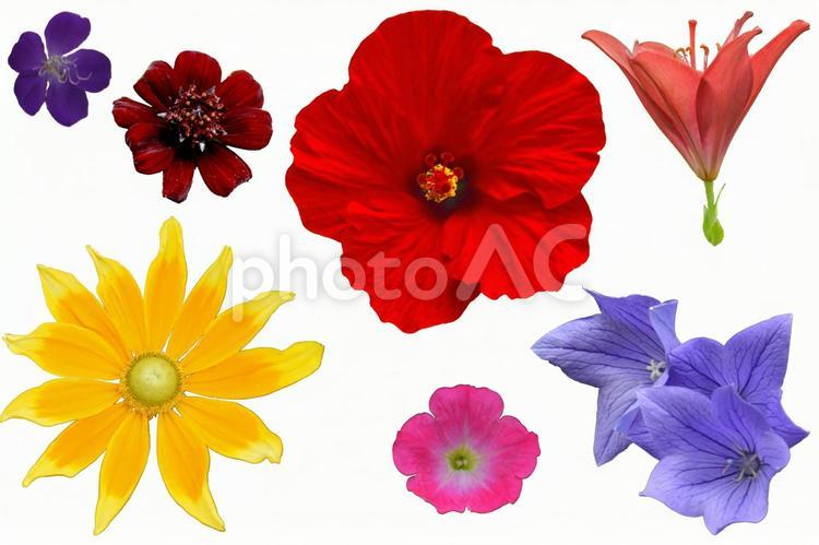 白背景　夏の花の切り抜き写真素材 切り抜き,花,夏の写真素材