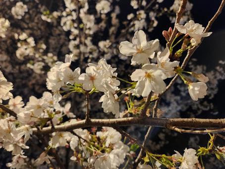 満開の夜桜 満開の夜桜の写真