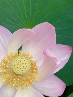美しいハスの花 アップ 美しいハスの花 アップ ハス,ピンク,ピンクのハスの写真素材