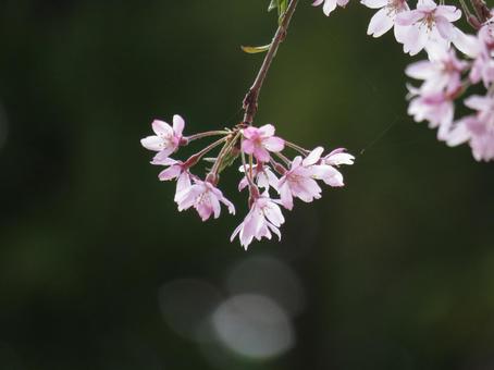 桜満開 桜満開の写真