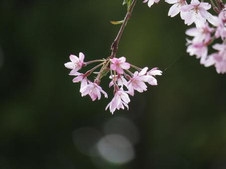 照片, 樱花盛开, 樱花, 春季图像, 