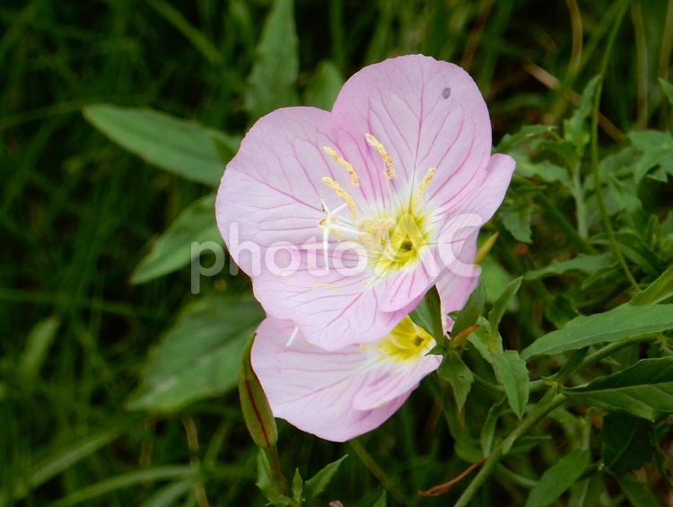 【花の写真】ヒルザキツキミソウ ヒルザキツキミソウ,昼咲月見草,ツキミソウの写真素材