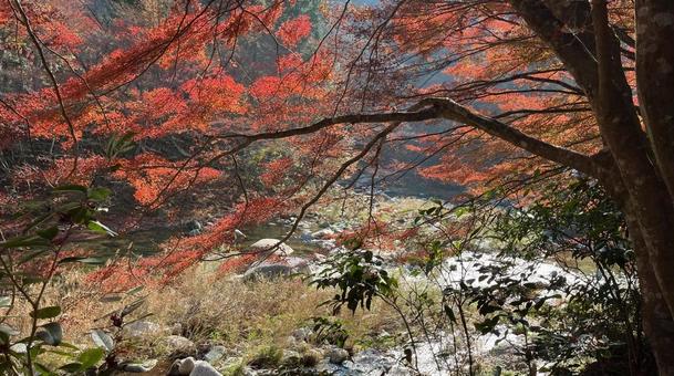 autumn leaves, JPG autumn leaves, JPG