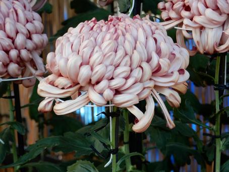 【風景写真】福山菊花展覧会の風景 キク,菊,菊花展の写真素材