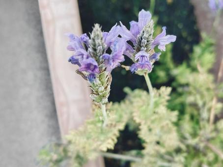 ラベンダーの花 ラベンダー,紫,花の写真素材