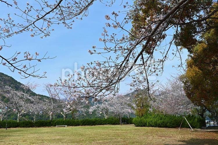 桜　サクラ　新宮城跡の桜　丹鶴城跡 和歌山県新宮市,熊野川河口,丹鶴山の写真素材