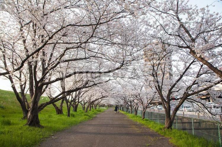 桜並木 卒業式,入学式,春の写真素材