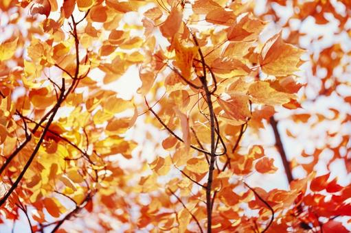 紅葉6 秋,紅葉,枯葉の写真素材