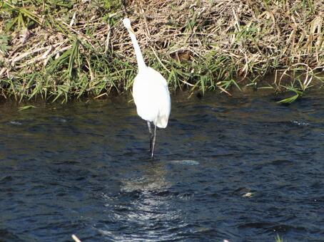 首を伸ばすシロサギ シロサギ,鷺,白い鳥の写真素材