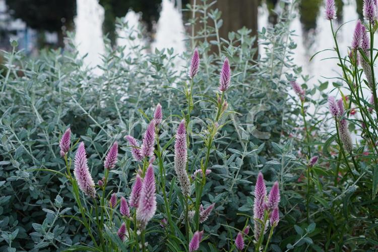 噴水のある公園の花壇 公園,花,フラワーの写真素材