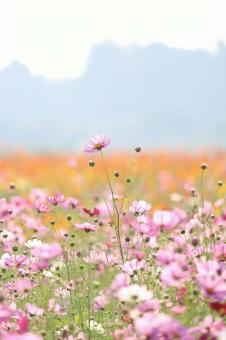 コスモスの写真