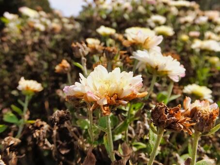 クリサンセマムの白い花 クリサンセマム,花,冬の写真素材