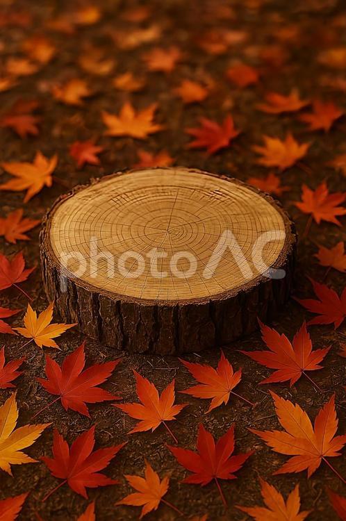 切り株ともみじ 切り株,もみじ,紅葉の写真素材