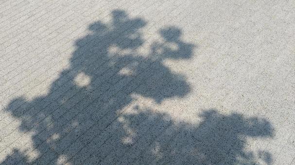 Tree shadow on the ground, the shadow of a tree, shadow, summer, JPG