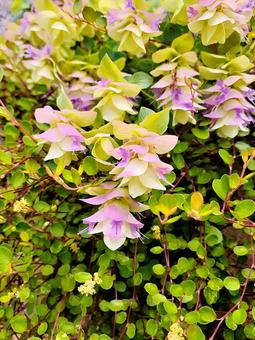 花*オレガノ・ケントビューティ 花*オレガノ・ケントビューティ 花,オレガノ,花オレガノの写真素材