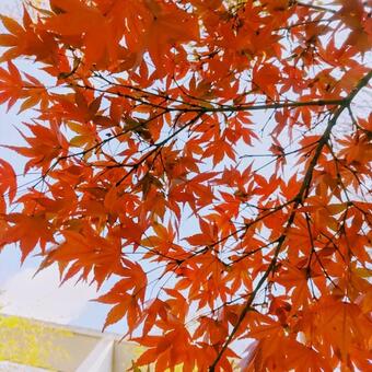 青空と赤い紅葉 紅葉,モミジ,もみじの写真素材