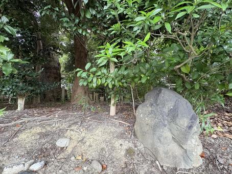 森の中の岩と木々 森の中の岩と木々 森,岩,木の写真素材
