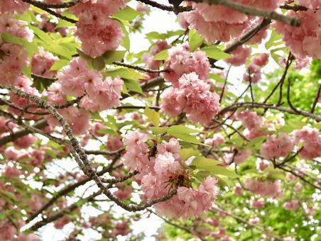 八重桜 八重桜の写真
