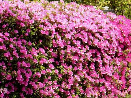 [Flower photo] Azalea flowers, JPG