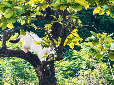 White cat trying to get down from a tree, JPG