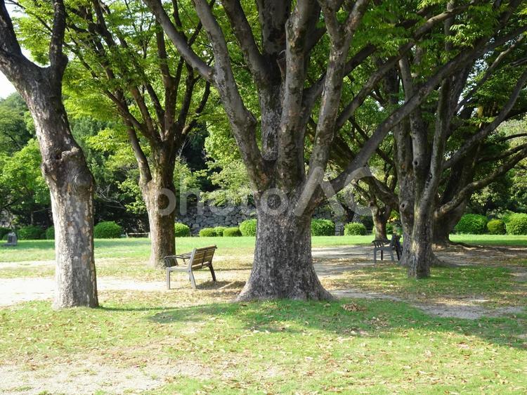 名古屋城の風景-32 名古屋城,愛知県名古屋市,二之丸広場の写真素材