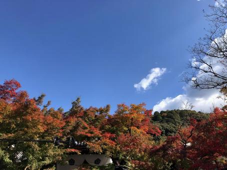 空 紅葉 空 紅葉 京都,紅葉,秋の写真素材