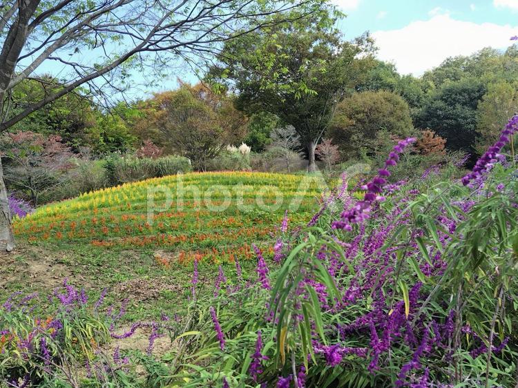 ケイトウの丘 ケイトウ,丘,緑の写真素材