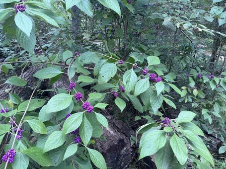 ムラサキシキブ ムラサキシキブ ムラサキシキブ,callicarpa,紫の実の写真素材