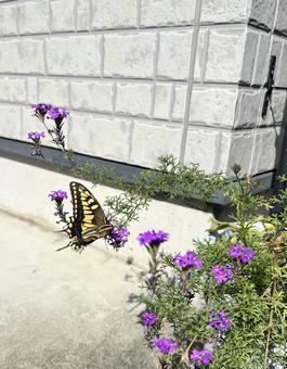 花とキアゲハ 花とキアゲハ チョウ,花,アゲハの写真素材