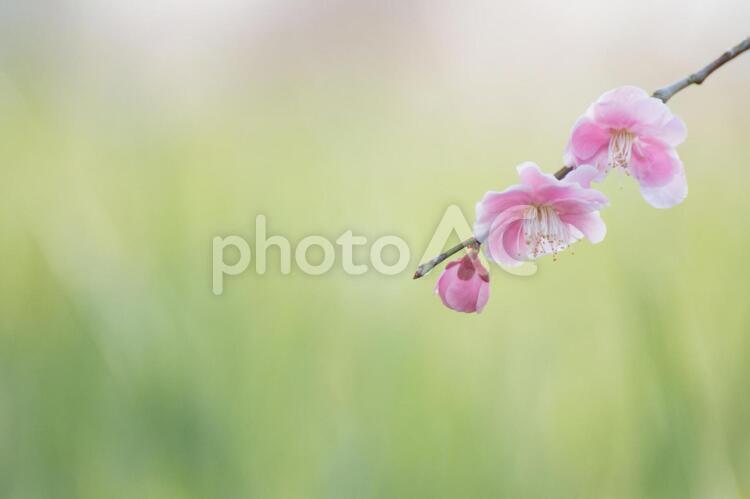 梅の花　和の趣き 梅,年賀状,背景の写真素材
