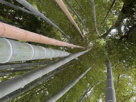 見上げる竹 見上げる竹の写真