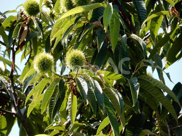 【植物写真】イガグリ（毬栗） イガグリ,毬栗,自然の写真素材