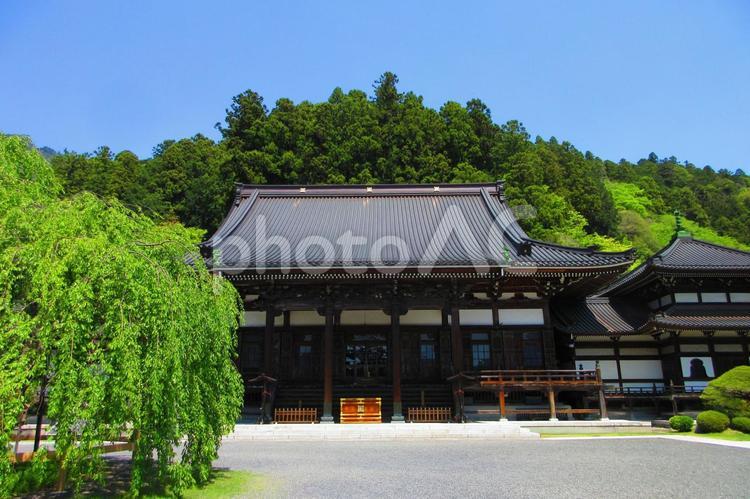 山梨県-久遠寺-仏殿 久遠寺,寺,身延山の写真素材