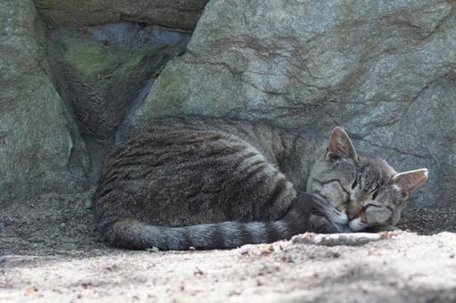 ねこ にゃんこ,可愛い,野良猫の写真素材