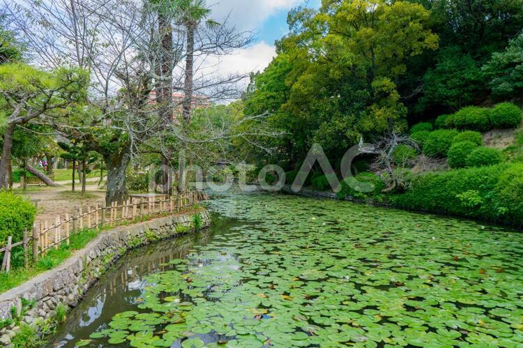 道後公園の風景 道後公園,堀,松山市の写真素材