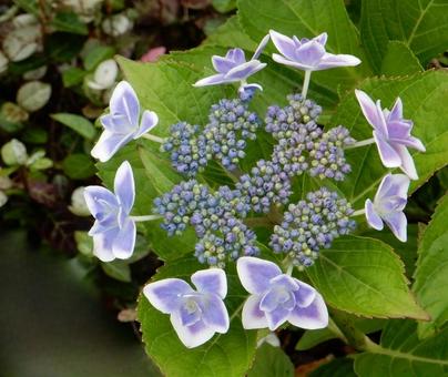 [Flower photo] Hydrangea flower, JPG