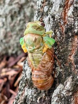 セミの羽化 蝉,羽化,昆虫の写真素材