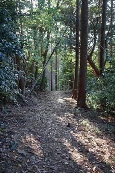 福岡市西区柑子岳の登山道に積もる落ち葉 柑子岳,登山道,森の写真素材