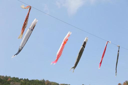 鯉のぼり 鯉のぼりの写真
