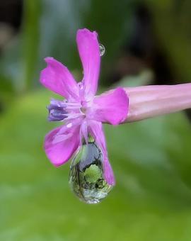 ムシトリナデシコに雨雫 ムシトリナデシコに雨雫 花,雨雫,雫の写真素材