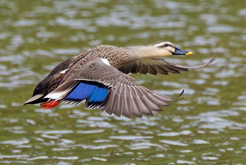 川から飛び出すカルガモ 川から飛び出すカルガモ カルガモ,夏留鴨,軽鴨の写真素材