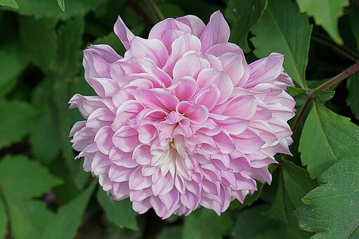 宝塚ダリア園　秋　ダリア778　マジック 宝塚市,宝塚ダリア園,ダリアの写真素材