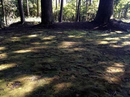 苔の絨毯と木漏れ日 苔の絨毯と木漏れ日 苔,苔生す,地面の写真素材