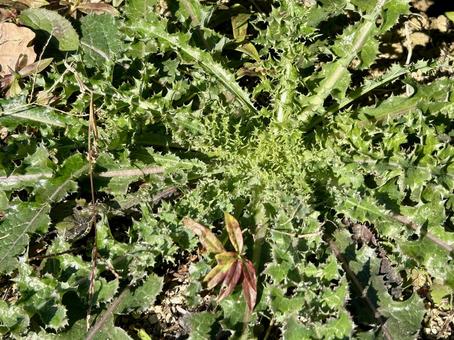 朝露に濡れるオニノゲシの葉 オニノゲシ,雑草,朝露の写真素材